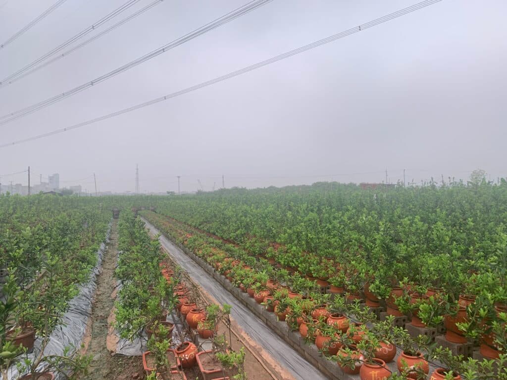 Fruit trees and orchard using agricultural mulch film
