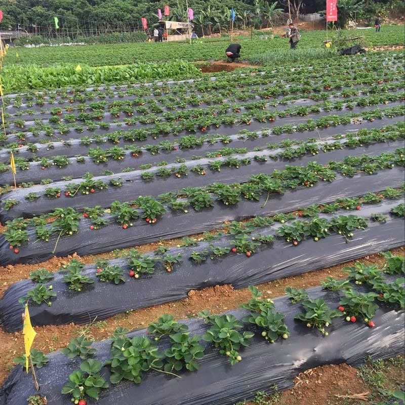 Strawberry farming using pre-perforated mulch film
