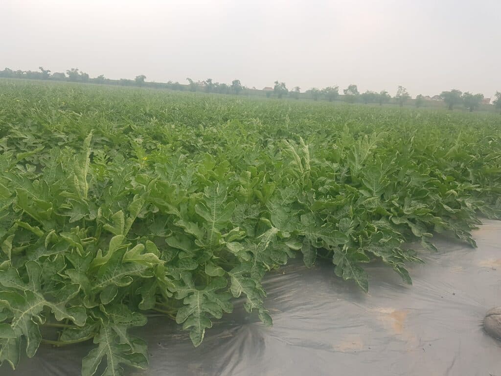 Watermelon field with weed control mulch film