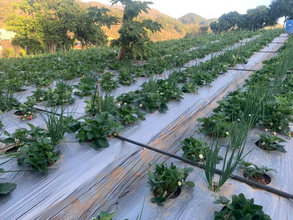 Strawberries and vegetables growing on mulched beds