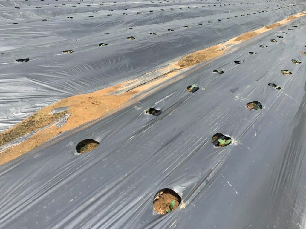 Growing beds covered with row-perforated black mulch film