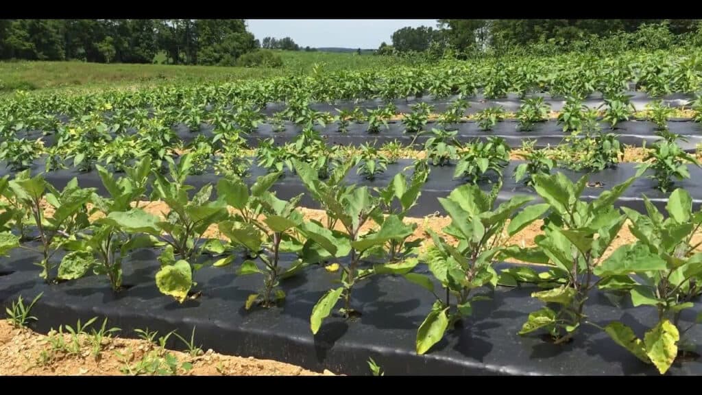 Silver-black mulch film protecting watermelon beds