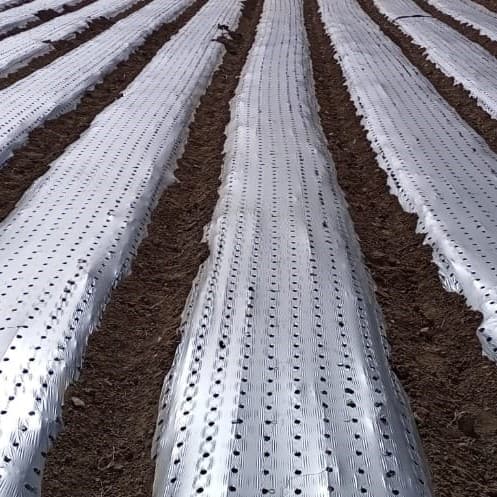 Evenly perforated silver mulch film on growing beds