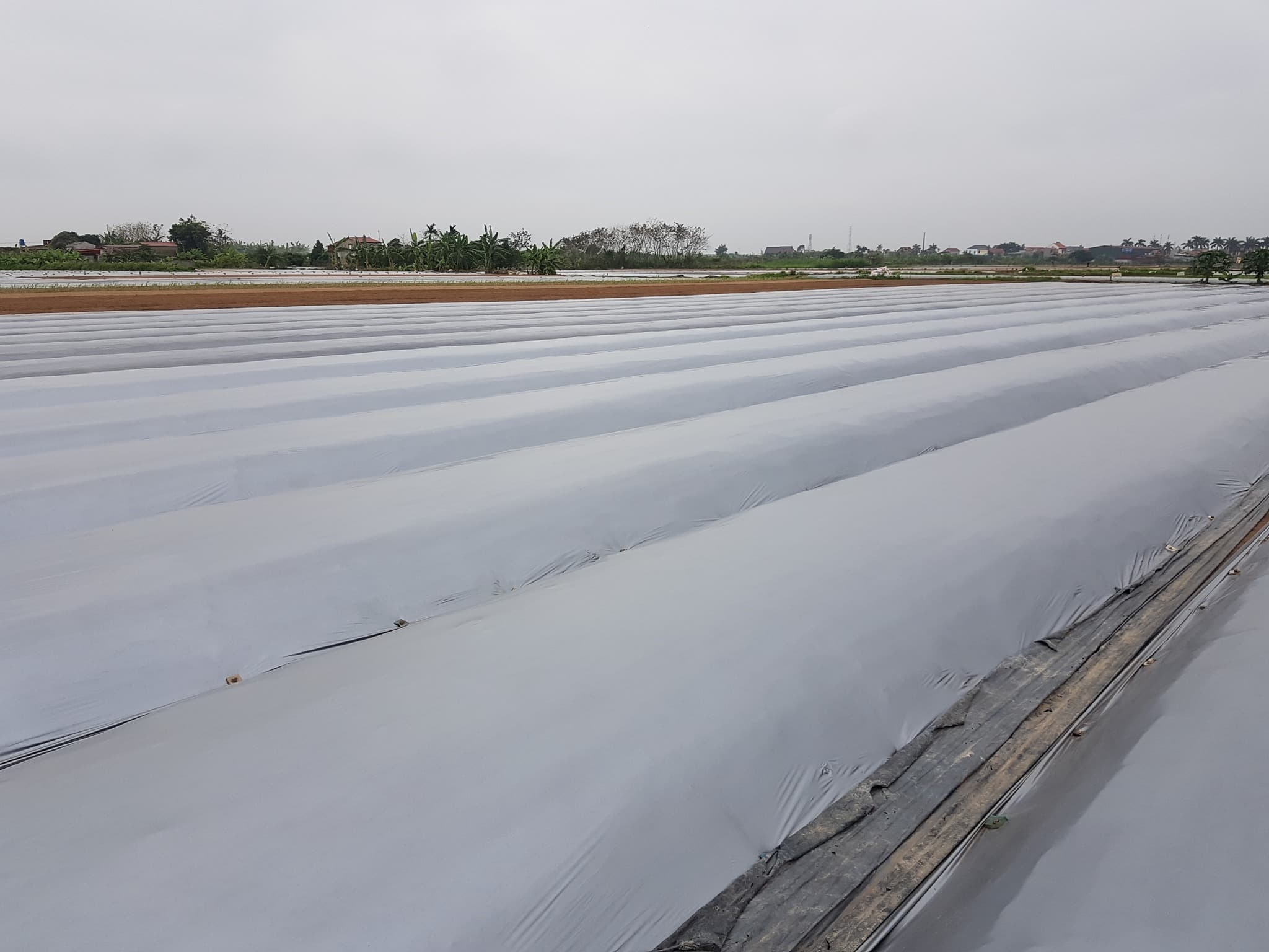 Large agricultural field covered with mulch film